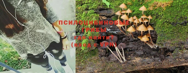 прущие грибы Бородино