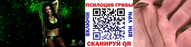 Купить закладки  Богданович  Галлюциногенные грибы MAGIC MUSHROOMS 